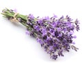 Bunch of lavender. Royalty Free Stock Photo
