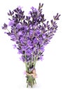 Bunch of lavender. Royalty Free Stock Photo