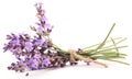 Bunch of lavender. Royalty Free Stock Photo