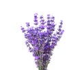 Bunch of lavender. Royalty Free Stock Photo