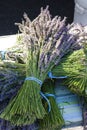 Bunch of lavenders Royalty Free Stock Photo