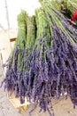 Bunch of lavenders Royalty Free Stock Photo