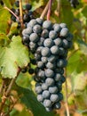 Bunch and leaves of grape cluster Lambrusco di Modena, Italy