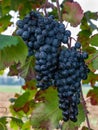 Bunch and leaves of grape cluster Lambrusco di Modena, Italy