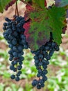 Bunch and leaves of grape cluster Lambrusco di Modena, Italy