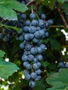 Bunch and leaves of grape cluster Lambrusco di Modena, Italy