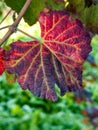 Leaf of grape cluster Lambrusco di Modena, Italy