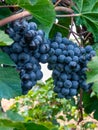 Bunch and leaves of grape cluster Lambrusco di Modena, Italy