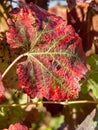 Branches and leaves of a Lambrusco grape plant in Modena, at the time of harvest, Italy