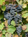 Bunch and leaves of grape cluster Lambrusco di Modena, Italy