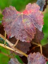 Branches and leaves of a Lambrusco grape plant in Modena, at the time of harvest, Italy