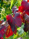 Branches and leaves of a Lambrusco grape plant in Modena, at the time of harvest, Italy