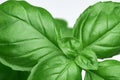 Bunch leaves of growing basil plant close-up