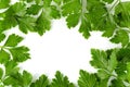 Bunch leaves parsley isolated over white background Royalty Free Stock Photo