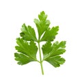 Bunch leaves parsley isolated over white background Royalty Free Stock Photo