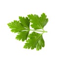 Bunch leaves parsley isolated over white background Royalty Free Stock Photo