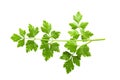 Bunch leaves parsley isolated over white background Royalty Free Stock Photo