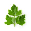 Bunch leaves parsley isolated over white background Royalty Free Stock Photo
