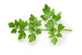 Bunch leaves parsley isolated over white background Royalty Free Stock Photo