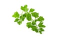 Bunch leaves parsley isolated over white background Royalty Free Stock Photo