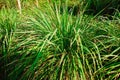 Bunch of the lemon grass in the tropical green garden Royalty Free Stock Photo