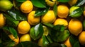 Bunch of lemon with green leaves, water drop on the leaves and lemons