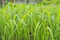 Bunch of Lemongrass Royalty Free Stock Photo