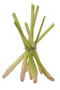 Bunch of lemongrass stand by fan Royalty Free Stock Photo