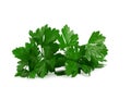 A bunch of lettuce parsley, isolate for clipping on a white background Royalty Free Stock Photo