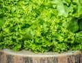 Bunch of lettuce on a wooden tray. Salad concept. Vitamin of natural origin. Leaves up close. Grass background for food. Useful