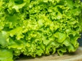 Bunch of lettuce on a wooden tray. Salad concept. Vitamin of natural origin. Leaves up close. Grass background for food. Useful