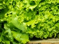 Bunch of lettuce on a wooden tray. Salad concept. Vitamin of natural origin. Leaves up close. Grass background for food. Useful Royalty Free Stock Photo