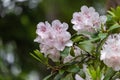 bunch of light pink flowers and new leaves on rhododendron Royalty Free Stock Photo