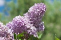 Bunch of light purple lilacs on the blurry green background Royalty Free Stock Photo