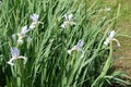 Bunch of light violet flowers of irises