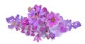 Bunch of lilac flowers isolated on white Royalty Free Stock Photo