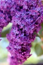 Bunch of lilac flowers