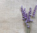 Bunch of lilac lavender flowers on sackcloth Royalty Free Stock Photo