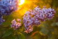 Bunch of lilac in the rays of the setting sun Royalty Free Stock Photo