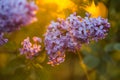 Bunch of lilac in the rays of the setting sun Royalty Free Stock Photo