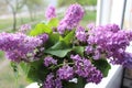 A bunch of lilac, spring mood in the air Royalty Free Stock Photo