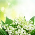 Bunch of Lilly of valley Royalty Free Stock Photo