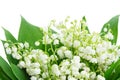 Bunch of Lilly of valley Royalty Free Stock Photo