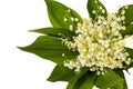 Bunch of Lilly of valley flowers on white background