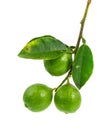 Bunch of limes Royalty Free Stock Photo