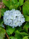 Bunch of lite blue croton flower like lotus