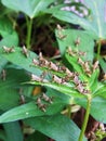 Bunch of little crickets on leaf Royalty Free Stock Photo