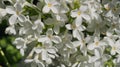 Bunch of little white lilac flowers. It& x27;s spring