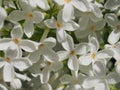 Bunch of little white lilac flowers. It& x27;s spring Royalty Free Stock Photo