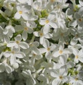 Bunch of little white lilac flowers. It& x27;s spring